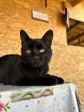 YANNICK, Katze, Hauskatze in Rumänien