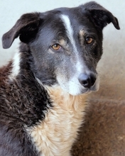 RACHETTE, Hund, Mischlingshund in Italien