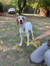 ANNETTE, Hund, English Setter in Italien