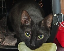 FLORIDA, Katze, Europäisch Kurzhaar in Spanien