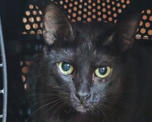 YUCATAN, Katze, Europäisch Kurzhaar in Spanien