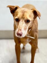 CANELA, Hund, Podenco in Henstedt-Ulzburg