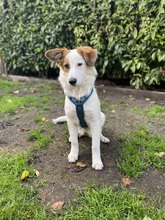 TONYA, Hund, Mischlingshund in Norderstedt