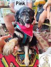 PINK, Hund, Mischlingshund in Herrsching