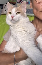 MELBA, Katze, Europäisch Kurzhaar in Zypern