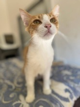 BONBON, Katze, Europäisch Kurzhaar in Zypern