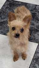 SISSI, Hund, Yorkshire Terrier Mix in Eppstein