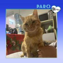 PARO, Katze, Hauskatze in Bulgarien
