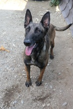 GINA, Hund, Mischlingshund in Rumänien