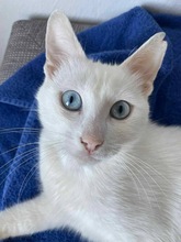FROSTY, Katze, Europäisch Kurzhaar in Esslingen