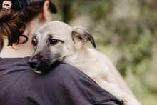 URMEL, Hund, Mischlingshund in Rumänien