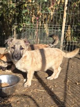 URMEL, Hund, Mischlingshund in Erlangen