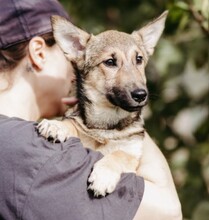 USHER, Hund, Mischlingshund in Rumänien