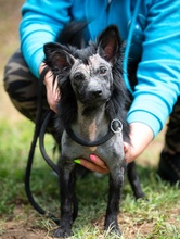 MYSSTILL, Hund, Mischlingshund in Ungarn