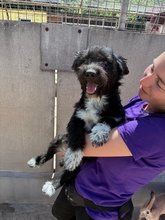 LENOVO, Hund, Mischlingshund in Ungarn