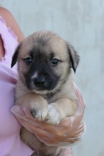 URSEL, Hund, Mischlingshund in Rumänien