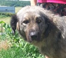 ASTA, Hund, Kaukase-Mischling in Slowakische Republik