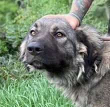 ASTA, Hund, Kaukasischer Owtcharka-Mix in Slowakische Republik