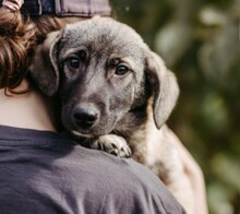 UNAI, Hund, Mischlingshund in Rumänien