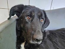 ABIGAIL, Hund, Mischlingshund in Rumänien