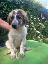 UNDINE, Hund, Maremmano Mischling in Italien