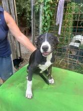 SILVIA, Hund, Mischlingshund in Italien