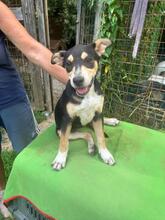 SANDRA, Hund, Mischlingshund in Italien