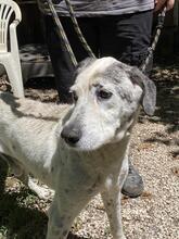 GRAY, Hund, Mischlingshund in Italien