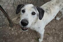 GRAY, Hund, Mischlingshund in Mainz