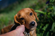 LEICA, Hund, Mischlingshund in Kroatien