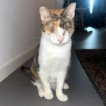 CAROLINE, Katze, Europäisch Kurzhaar in Berlin
