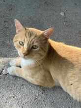ELIANO, Katze, Europäisch Kurzhaar in Bulgarien