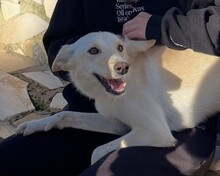 RIVER, Hund, Mischlingshund in Portugal