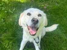 MARLON, Hund, Mischlingshund in Aerzen