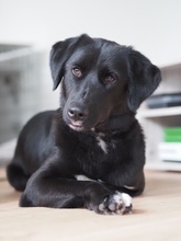 PAULINE, Hund, Mischlingshund in Grebenstein