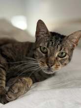 IZZY, Katze, Hauskatze in Poxdorf