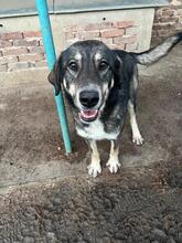 BAILEY, Hund, Mischlingshund in Bulgarien