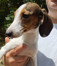 KOLOS4, Hund, Dackel-Terrier-Mix in Kassel