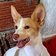 EVE, Hund, Mischlingshund in Griechenland