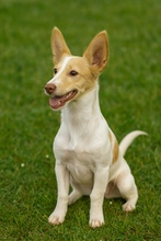 EVE, Hund, Mischlingshund in Köln