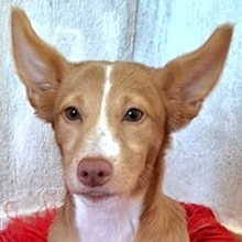 PICCOLINA, Hund, Mischlingshund in Griechenland