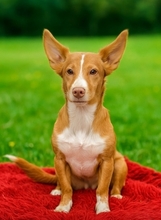 PICCOLINA, Hund, Mischlingshund in Köln