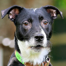 RÜBE, Hund, Mischlingshund in Lauf