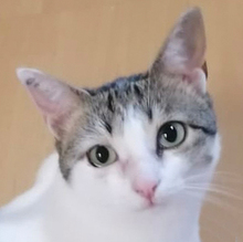 KITTY, Katze, Europäisch Kurzhaar in Lauf