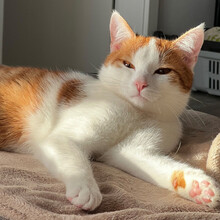 LINO, Katze, Europäisch Kurzhaar in Lauf