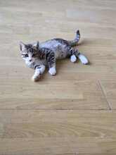 BRANDON, Katze, Europäisch Kurzhaar in Gelsenkirchen