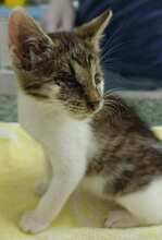 CUDDLES, Katze, Europäisch Kurzhaar in Essen