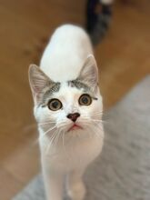 ZANA, Katze, Europäisch Kurzhaar in Hannover