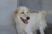PRATHEEP, Hund, Maremmano-Mix in Italien
