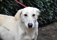 POPEYE, Hund, Mischlingshund in Italien